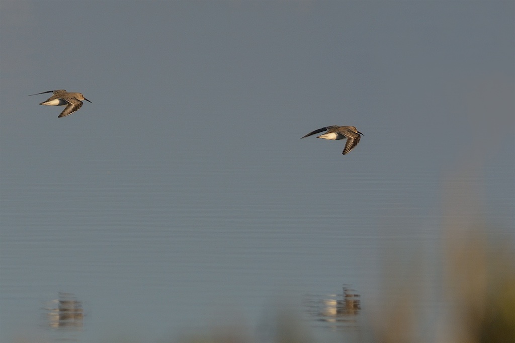 piovanello maggiore ?